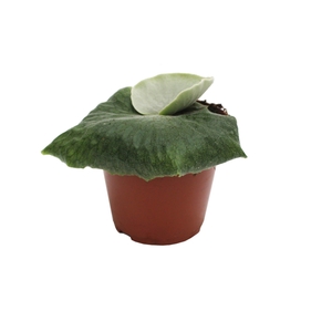 Platycerium Superbum (Giant Staghorn) - halfwas