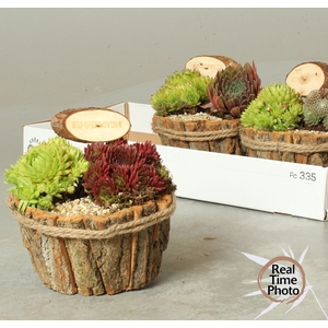 ARR SEMPERVIVUM