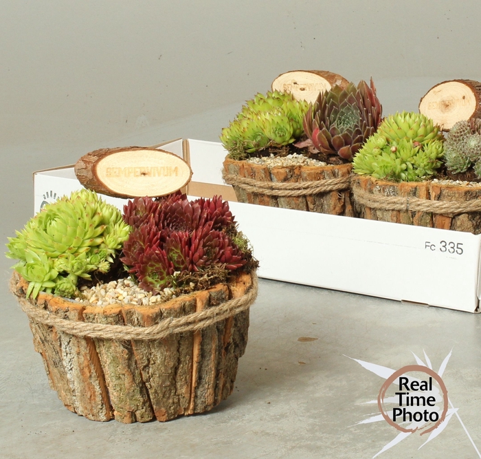 <h4>ARR SEMPERVIVUM</h4>