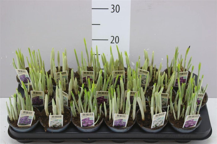 <h4>Crocus Gemengd</h4>