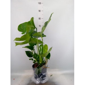 Monstera delic.