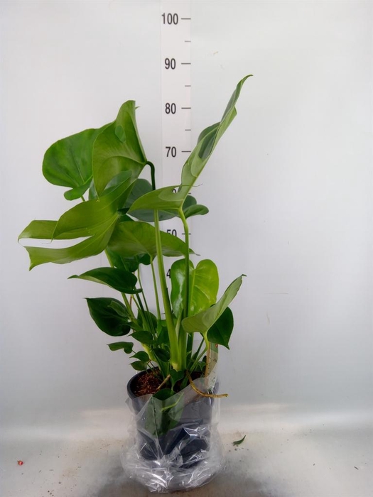 <h4>Monstera delic.</h4>