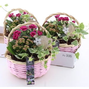 ARR TUINPLANTEN
