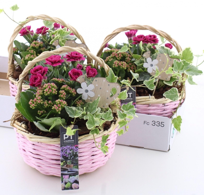 <h4>ARR TUINPLANTEN</h4>