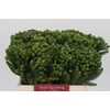 Kaaps Groen Albigreen