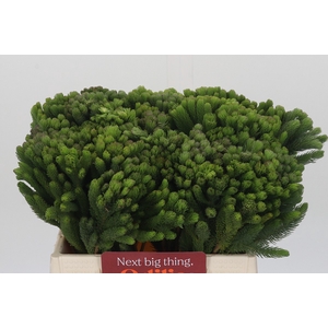 Kaaps Groen Albigreen