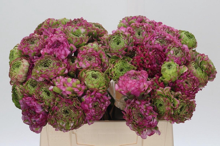 <h4>Ranunculus Pon Pon Malva</h4>