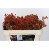 Rozenbottel Autumn Rosefruits