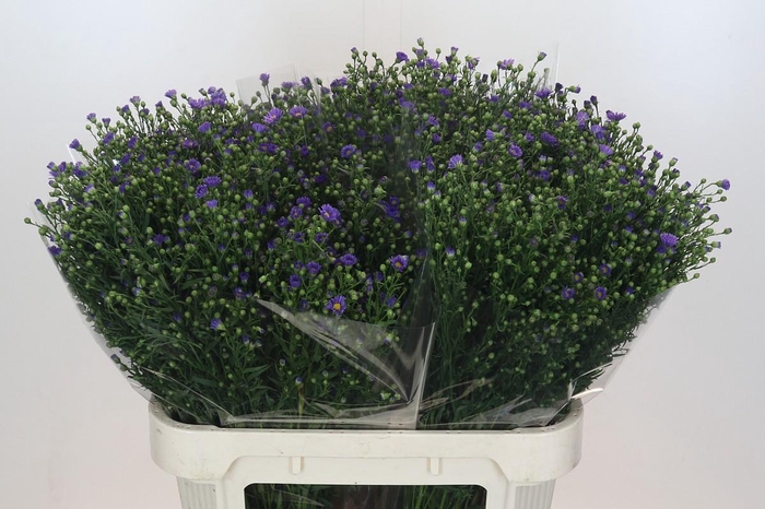 <h4>Aster Casamare</h4>