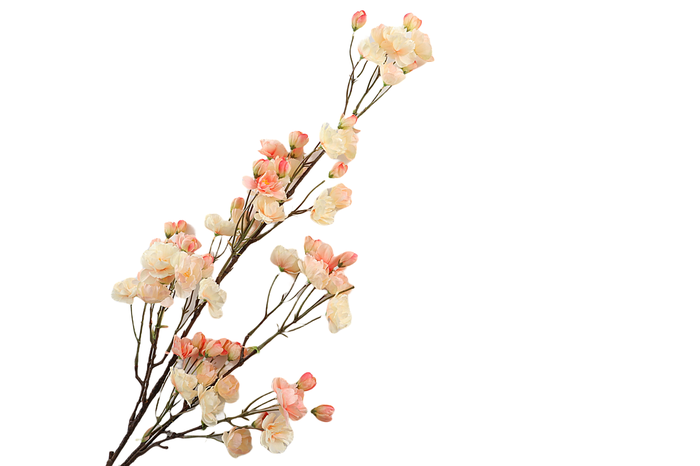 <h4>Prunus Cherry Blossom Peach</h4>
