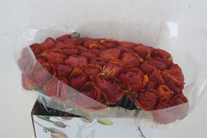 <h4>Ran Cloni 1 Brownie</h4>