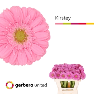 Germini Kirstey Water