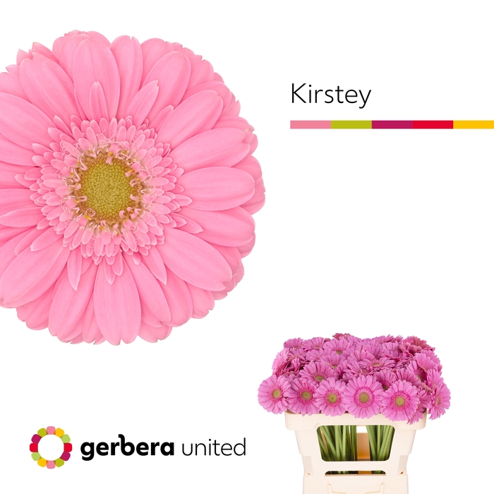 <h4>Germini Kirstey Water</h4>