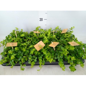 Peperomia rotundifolia