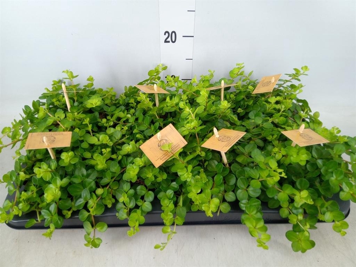 <h4>Peperomia rotundifolia</h4>