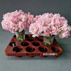 LATHYR PARFUM P PINK