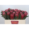 Protea Red Ice