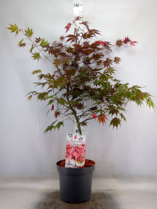 <h4>Acer palmatum 'Yasemin'</h4>