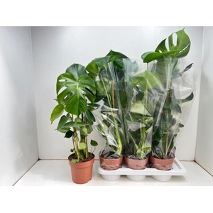 MONSTERA DELICIOSA