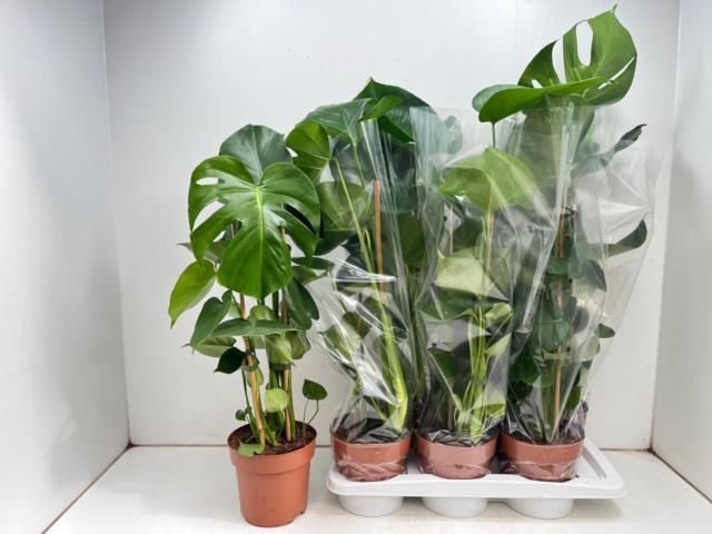 <h4>MONSTERA DELICIOSA</h4>