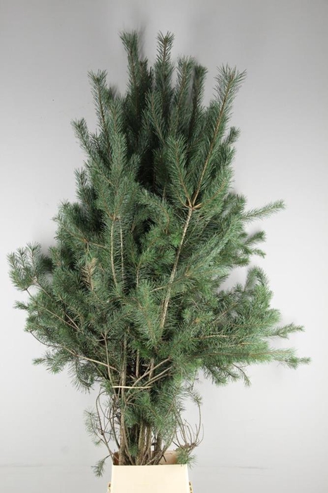 <h4>Dec Pinus Grof Tak 200</h4>