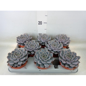 Echeveria  'Orion'