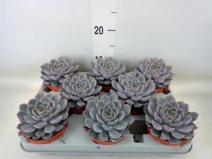 <h4>Echeveria  'Orion'</h4>