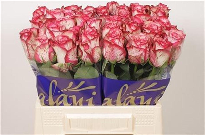 <h4>R Gr Barracuda</h4>