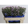 Aster Claudia