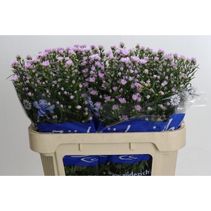 Aster Claudia