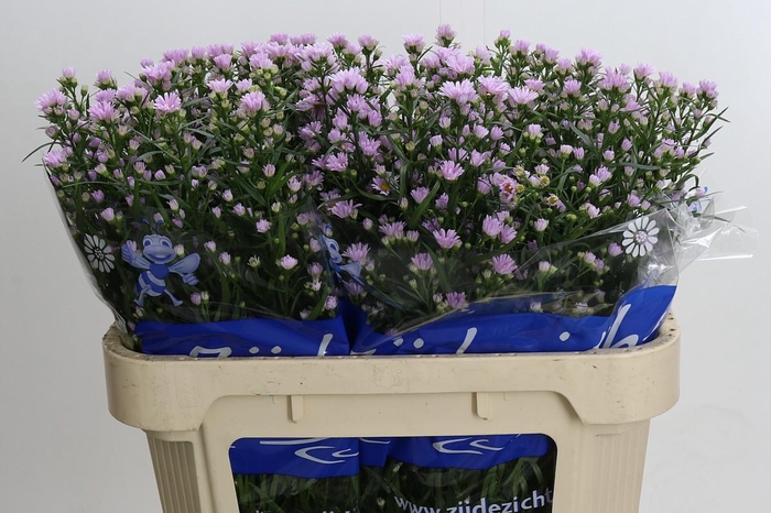 <h4>Aster Claudia</h4>