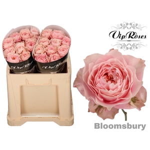 R GR BLOOMSBURY x 20