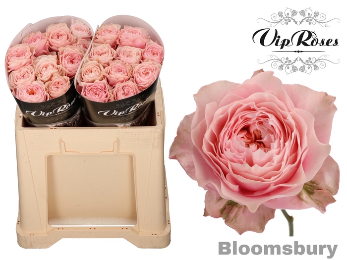 R GR BLOOMSBURY x 20