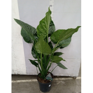 Alocasia cucullata
