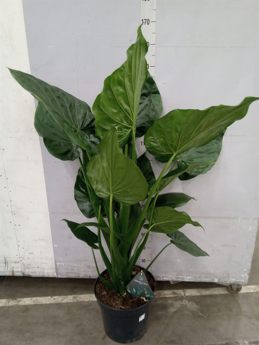 <h4>Alocasia cucullata</h4>