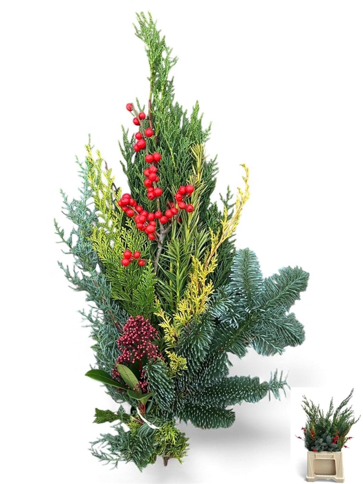 <h4>KERSTGROEN OV BS</h4>