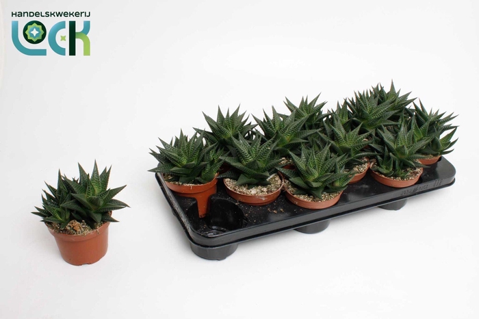 <h4>Haworthia Limifolia</h4>