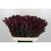 Leucadendron Saf Sunset Dark R.Spray