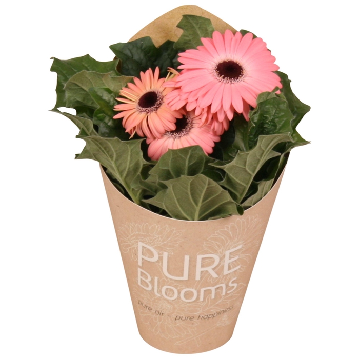<h4>Gerbera rose 2+ bl12 cm in Pure Blooms draagtas eco</h4>