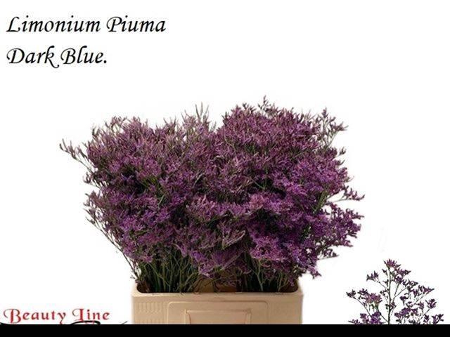<h4>LIM PIUMA DARK BLUE</h4>