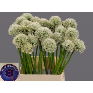Allium White Giant All4you Flowers