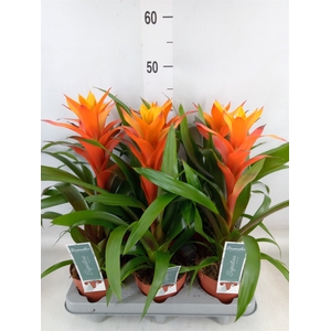 Guzmania  'Variada'