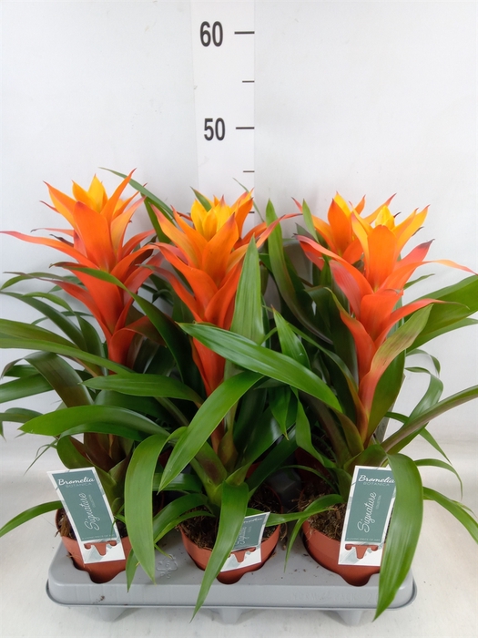 <h4>Guzmania  'Variada'</h4>
