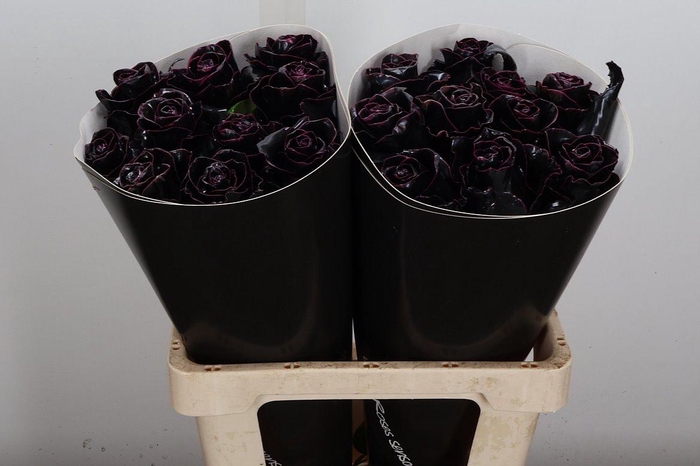 <h4>R Wx Classic Black</h4>