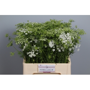 AMMI MAJUS