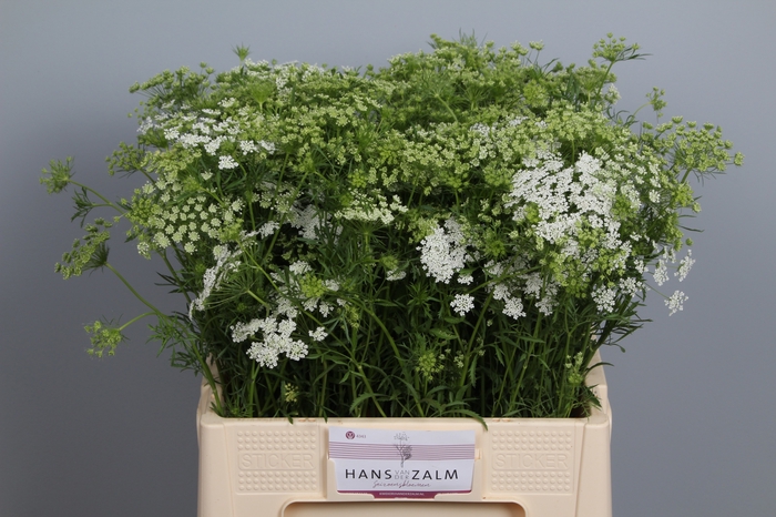 <h4>AMMI MAJUS</h4>
