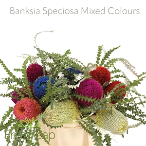 Banksia Speciosa Mixed Colours