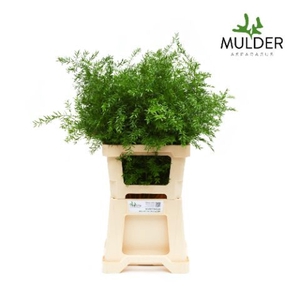 ASPARAGUS CWEBE ASP DENS CWEBE 60CM