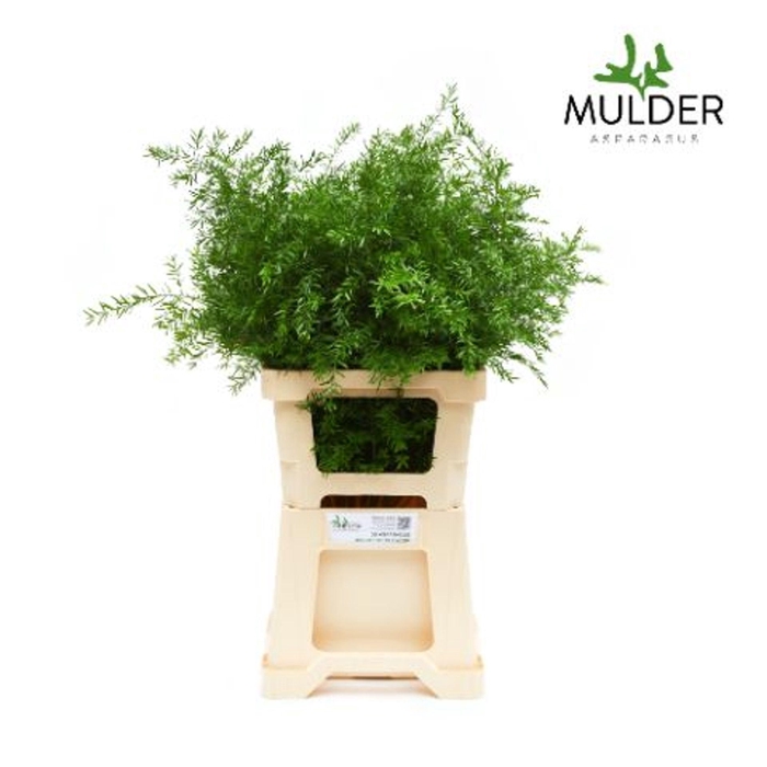 <h4>Asparagus dens. 'Cwebe'</h4>