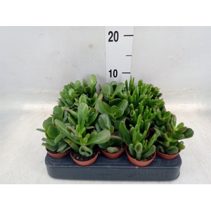 Crassula   ...mix